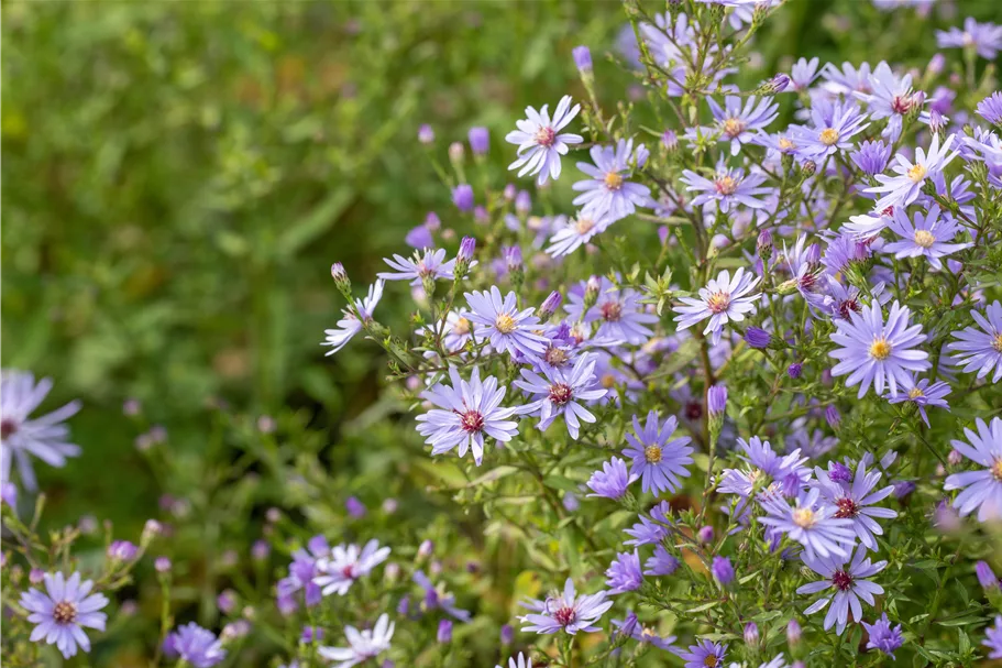 Aster ericoides 'Blue Wonder'