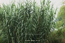 Arundo donax (pot 11 cm)