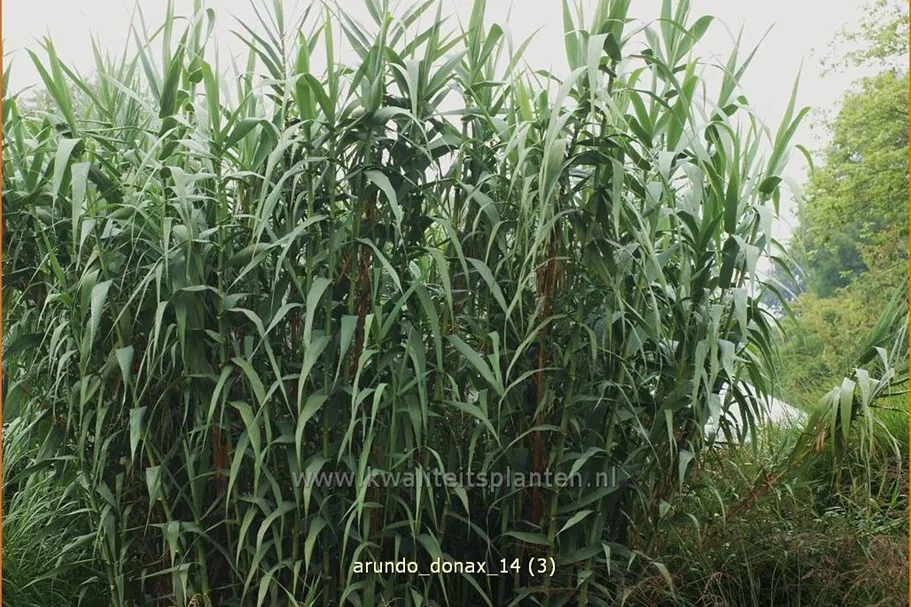 Arundo donax (pot 11 cm)