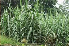 Arundo donax (pot 11 cm)