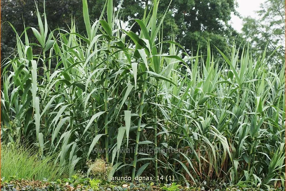 Arundo donax (pot 11 cm)