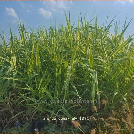 Arundo donax 'Ely' (pot 11 cm)