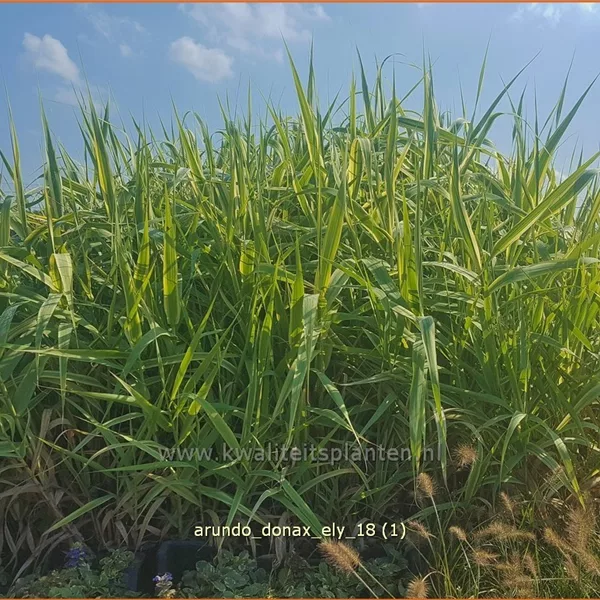 Arundo donax 'Ely' (pot 11 cm)