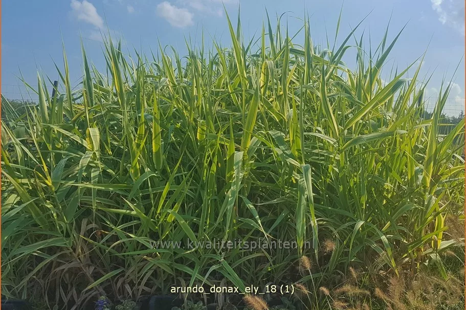 Arundo donax 'Ely' (pot 11 cm)