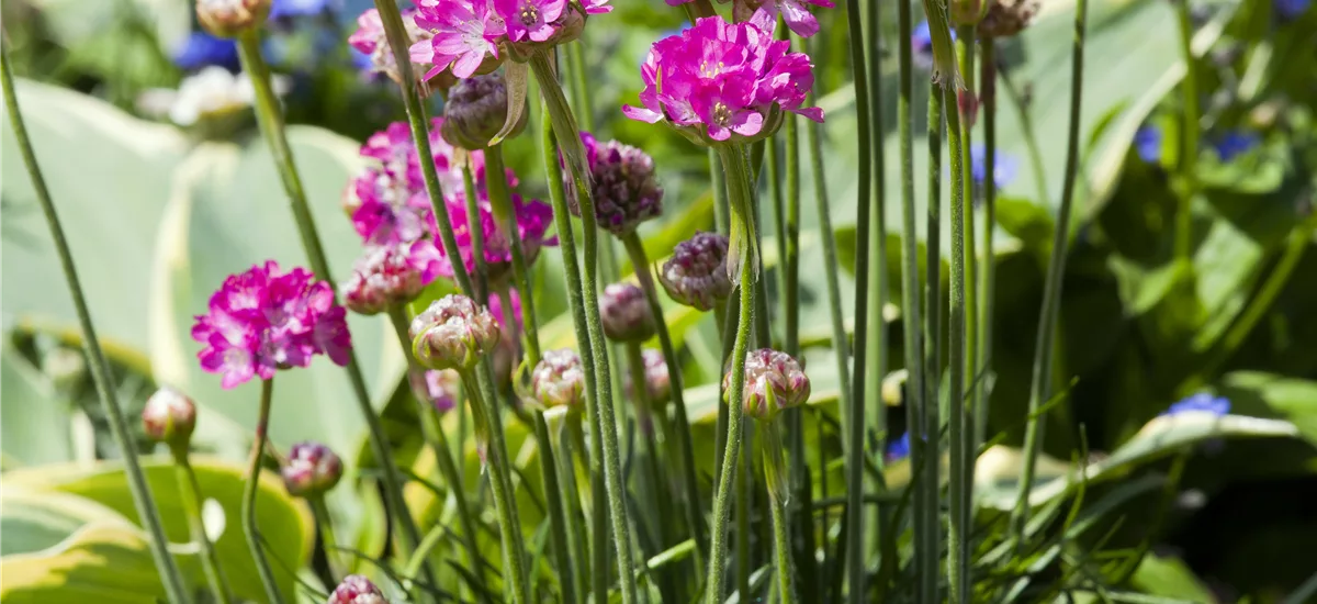 Armeria maritima 'Frühlingszauber'