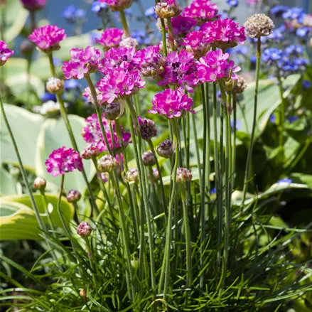 Armeria maritima 'Frühlingszauber'