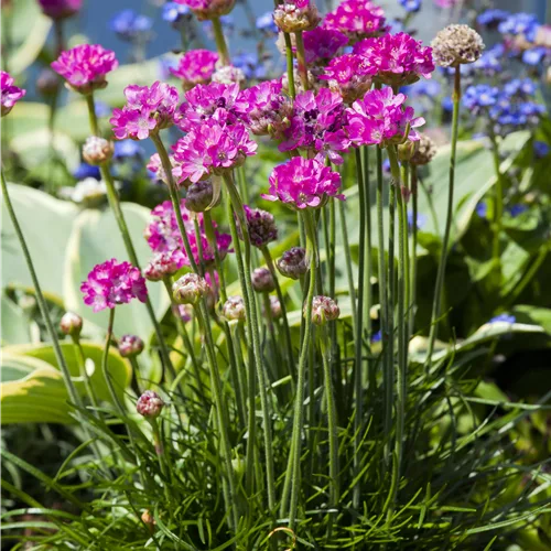 Armeria maritima 'Frühlingszauber'