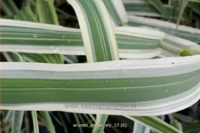 Arundo donax 'Ely' (pot 11 cm)