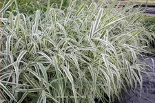 Arundo donax 'Ely' (pot 11 cm)