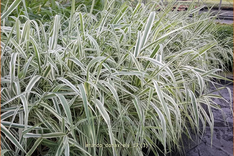 Arundo donax 'Ely' (pot 11 cm)