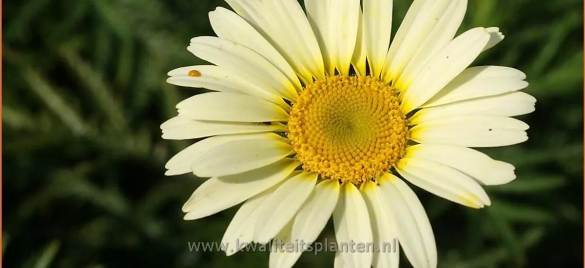 Anthemis tinctoria 'Lemon Ice'