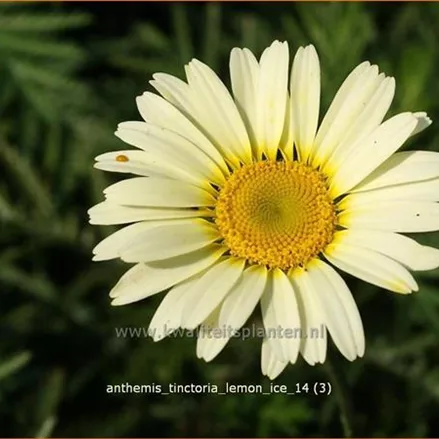 Anthemis tinctoria 'Lemon Ice'