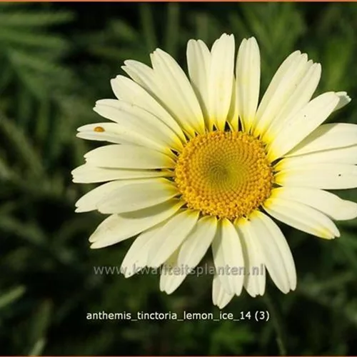 Anthemis tinctoria 'Lemon Ice'