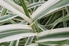 Arundo donax 'Ely' (pot 11 cm)