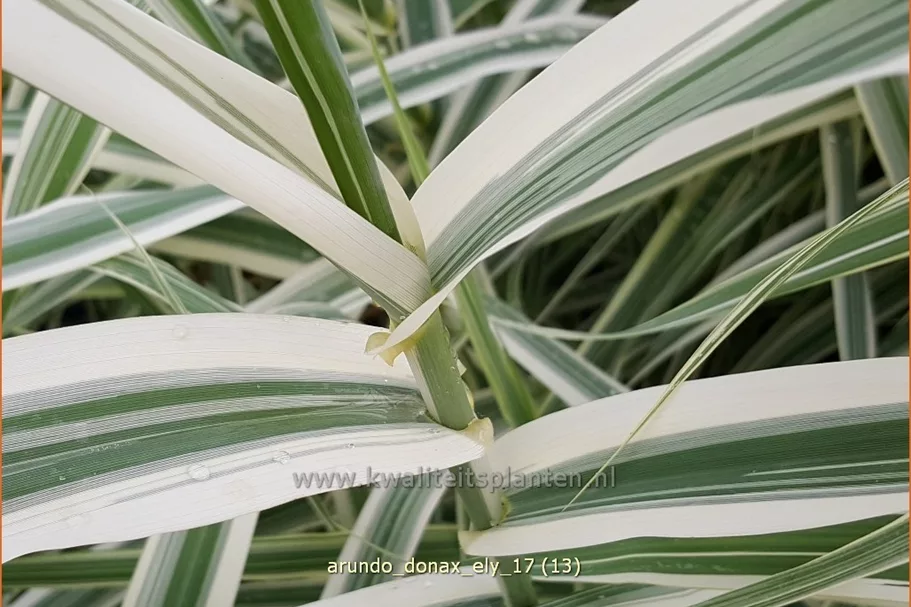 Arundo donax 'Ely' (pot 11 cm)