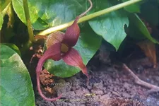 Asarum caudatum