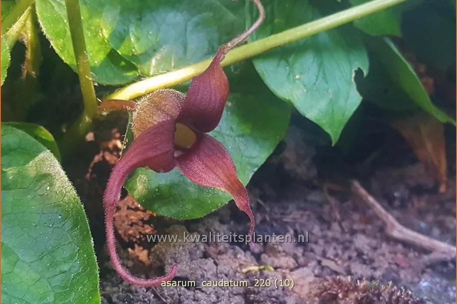 Asarum caudatum