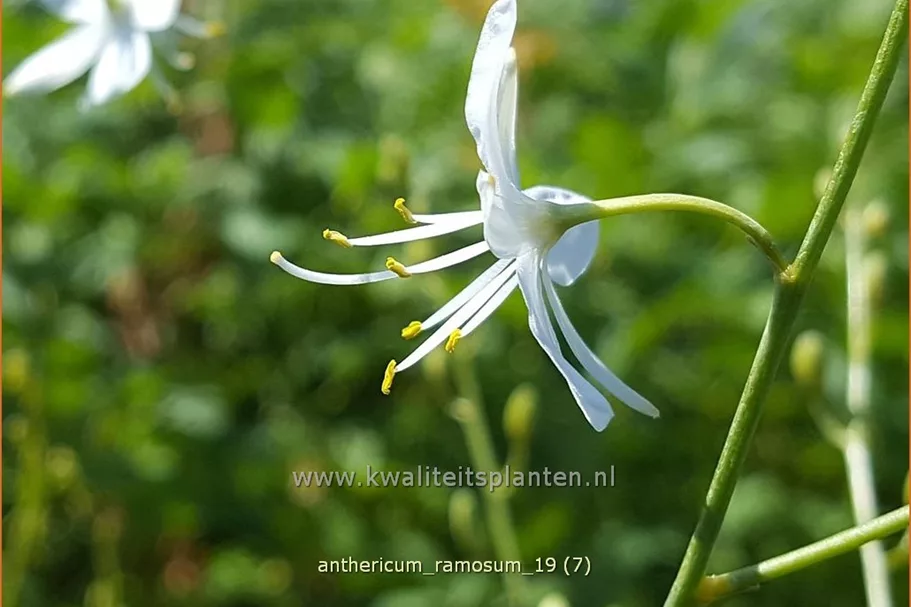 Anthericum ramosum