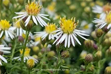 Aster ericoides 'Golden Spray'