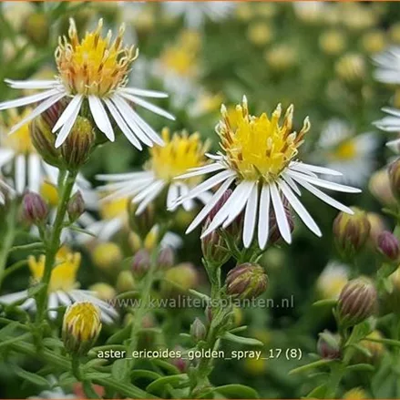 Aster ericoides 'Golden Spray'