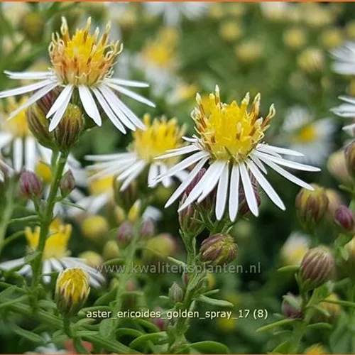 Aster ericoides 'Golden Spray'