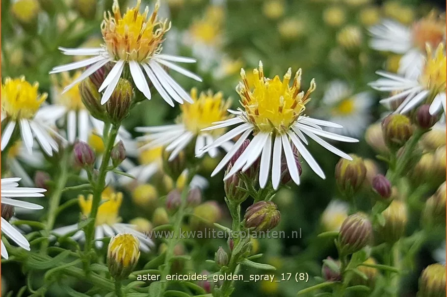 Aster ericoides 'Golden Spray'