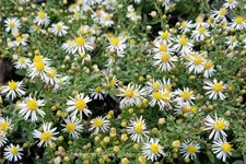 Aster ericoides 'Golden Spray'