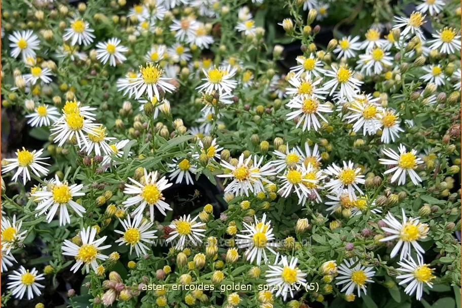 Aster ericoides 'Golden Spray'