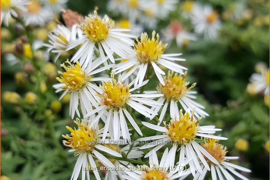 Aster ericoides 'Golden Spray'