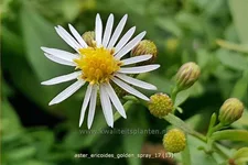 Aster ericoides 'Golden Spray'
