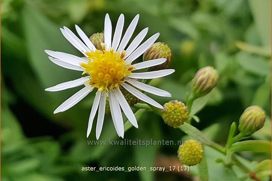 Aster ericoides 'Golden Spray'