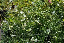 Anthericum ramosum