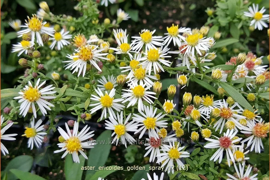 Aster ericoides 'Golden Spray'