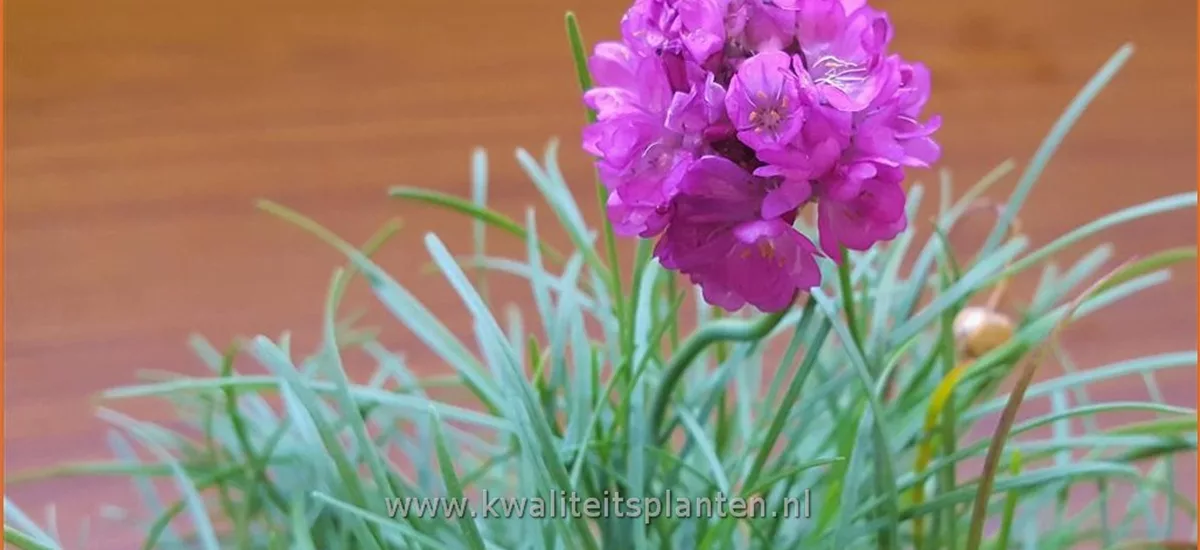 Armeria maritima 'Rosea Compacta'