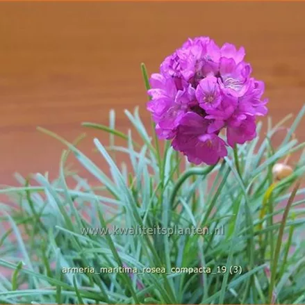 Armeria maritima 'Rosea Compacta'