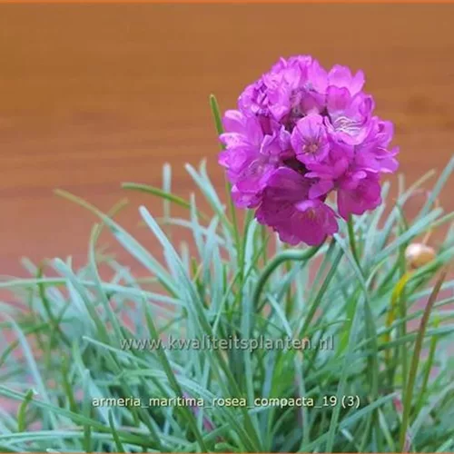 Armeria maritima 'Rosea Compacta'