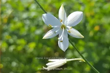 Anthericum ramosum
