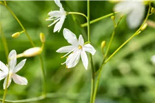 Anthericum ramosum