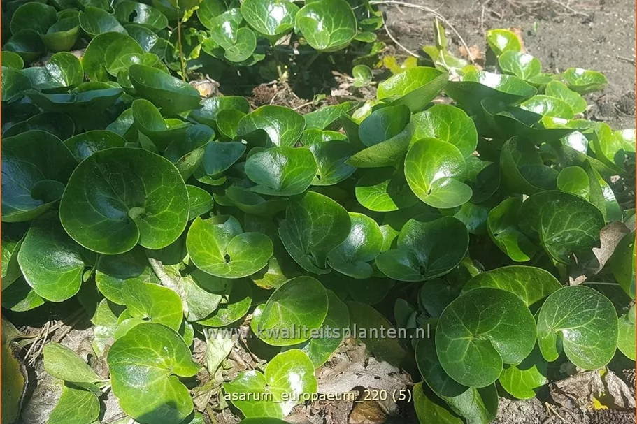 Asarum europaeum