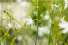 Anthericum ramosum