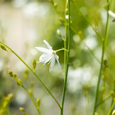 Anthericum ramosum