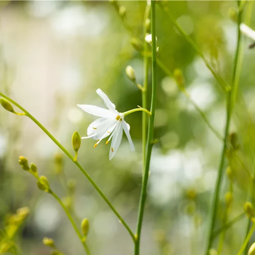 Anthericum ramosum