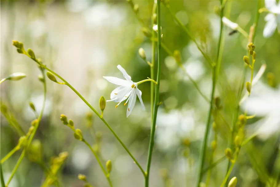 Anthericum ramosum