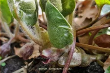 Asarum europaeum