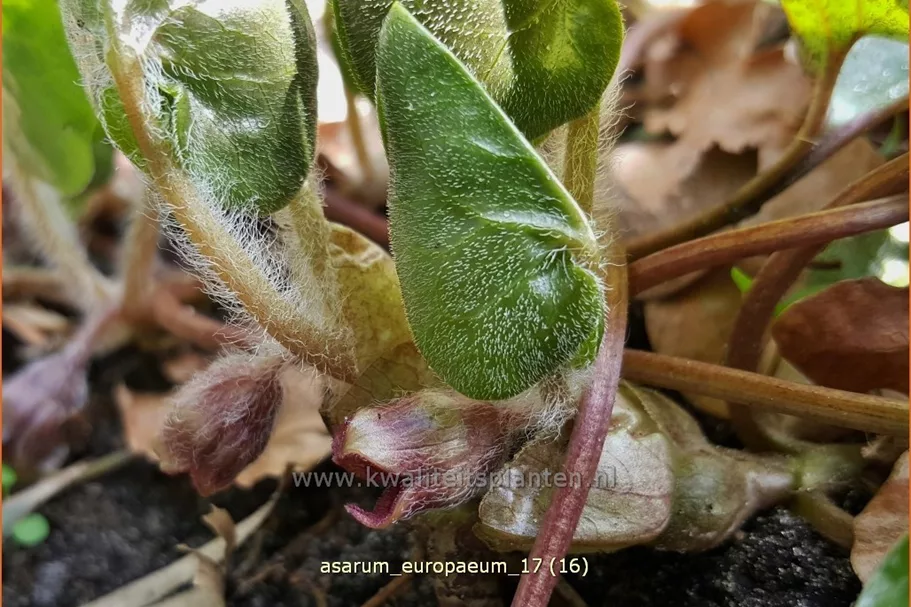 Asarum europaeum