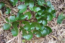 Asarum europaeum