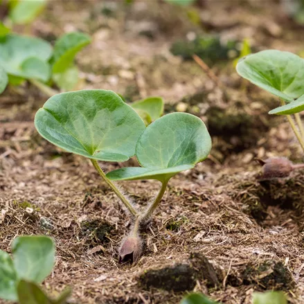 Asarum europaeum