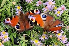 Aster ericoides 'Lovely'