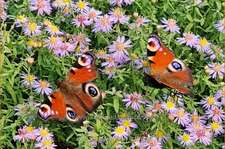 Aster ericoides 'Lovely'
