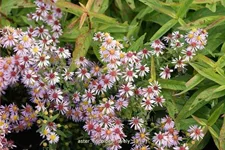 Aster ericoides 'Lovely'